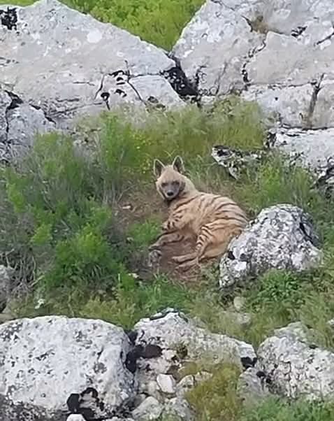 Adıyaman Gölbaşı'nda Nesli Tükenmekte Olan Sırtlan Görüldü