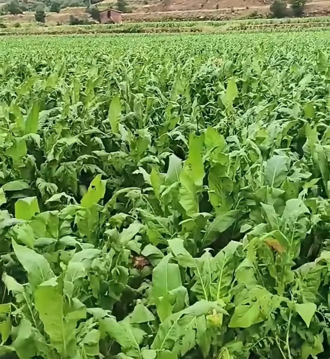 Çelikhan'da Tütün Tarlalarında Dolu Felaketi