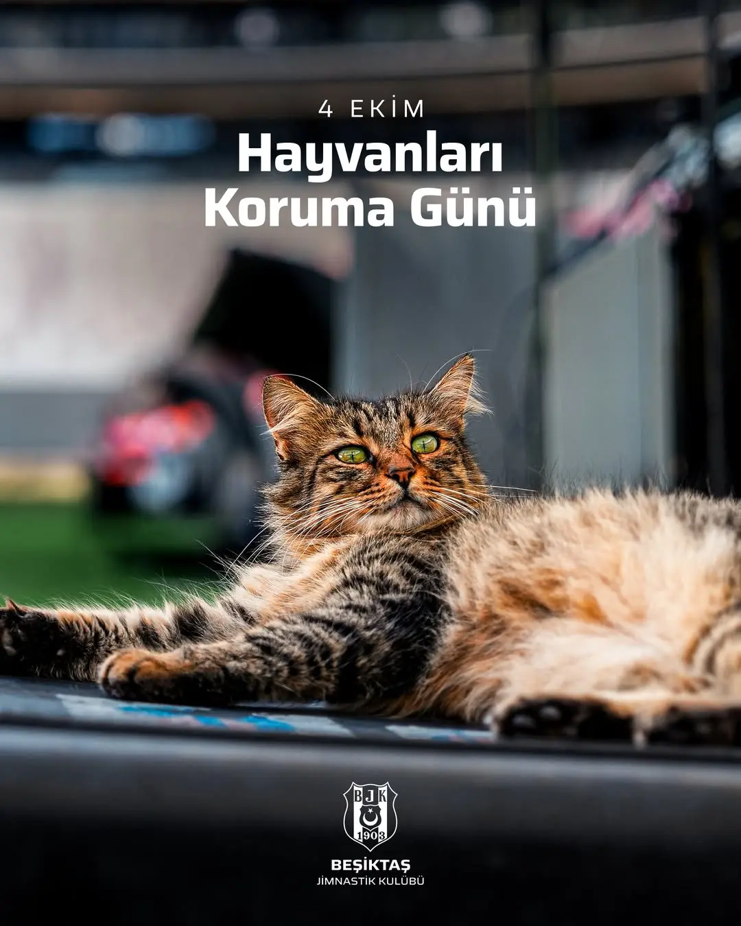 Hayvanları Koruma Günü: Her Yerde Onlara Sahip Çıkalım