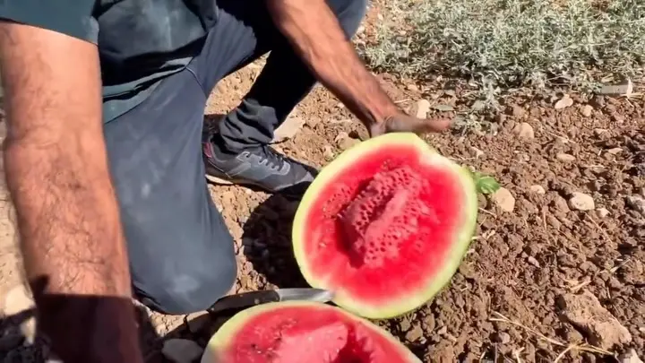 Adıyaman Belediyesi'nden Doğal Karpuz Kampanyası: Kilosu 5 TL!