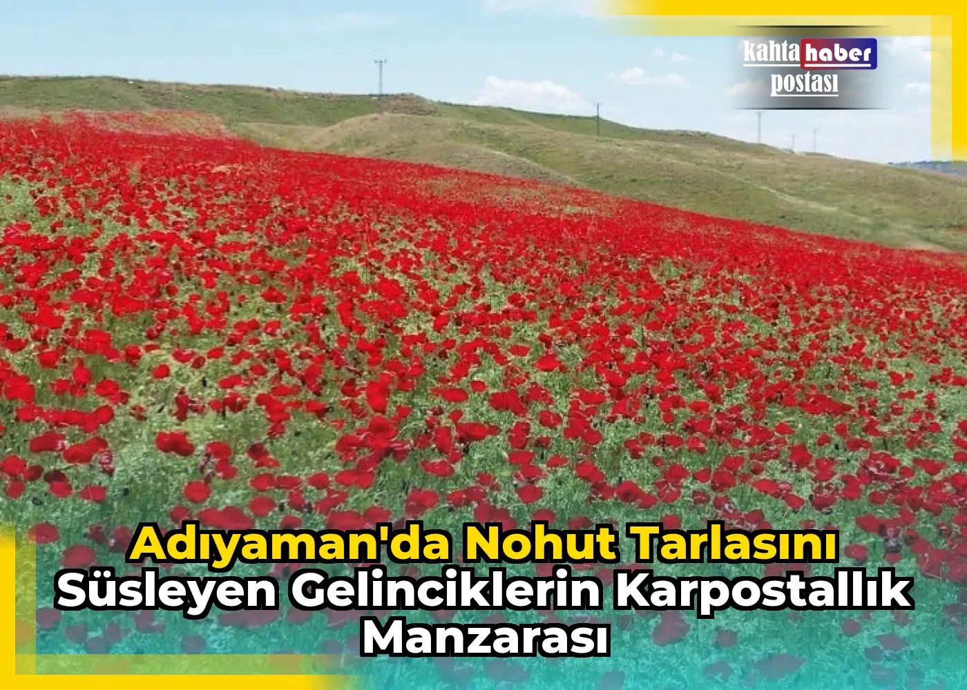 Adıyaman'da Nohut Tarlasını Süsleyen Gelinciklerin Karpostallık Manzarası