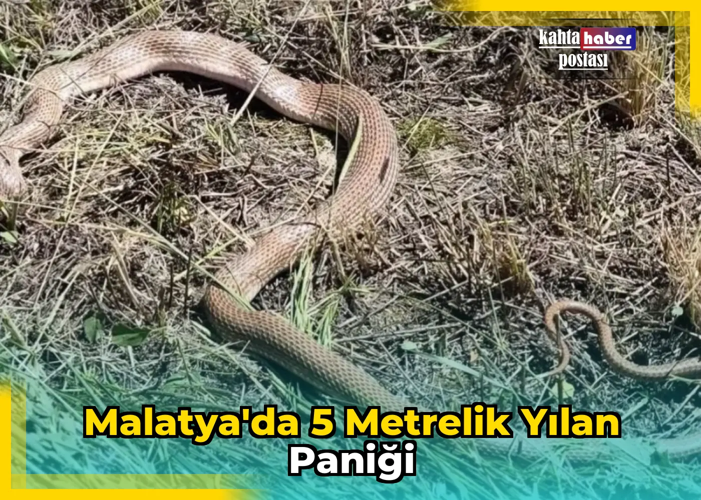 Malatya'da 5 Metrelik Yılan Paniği