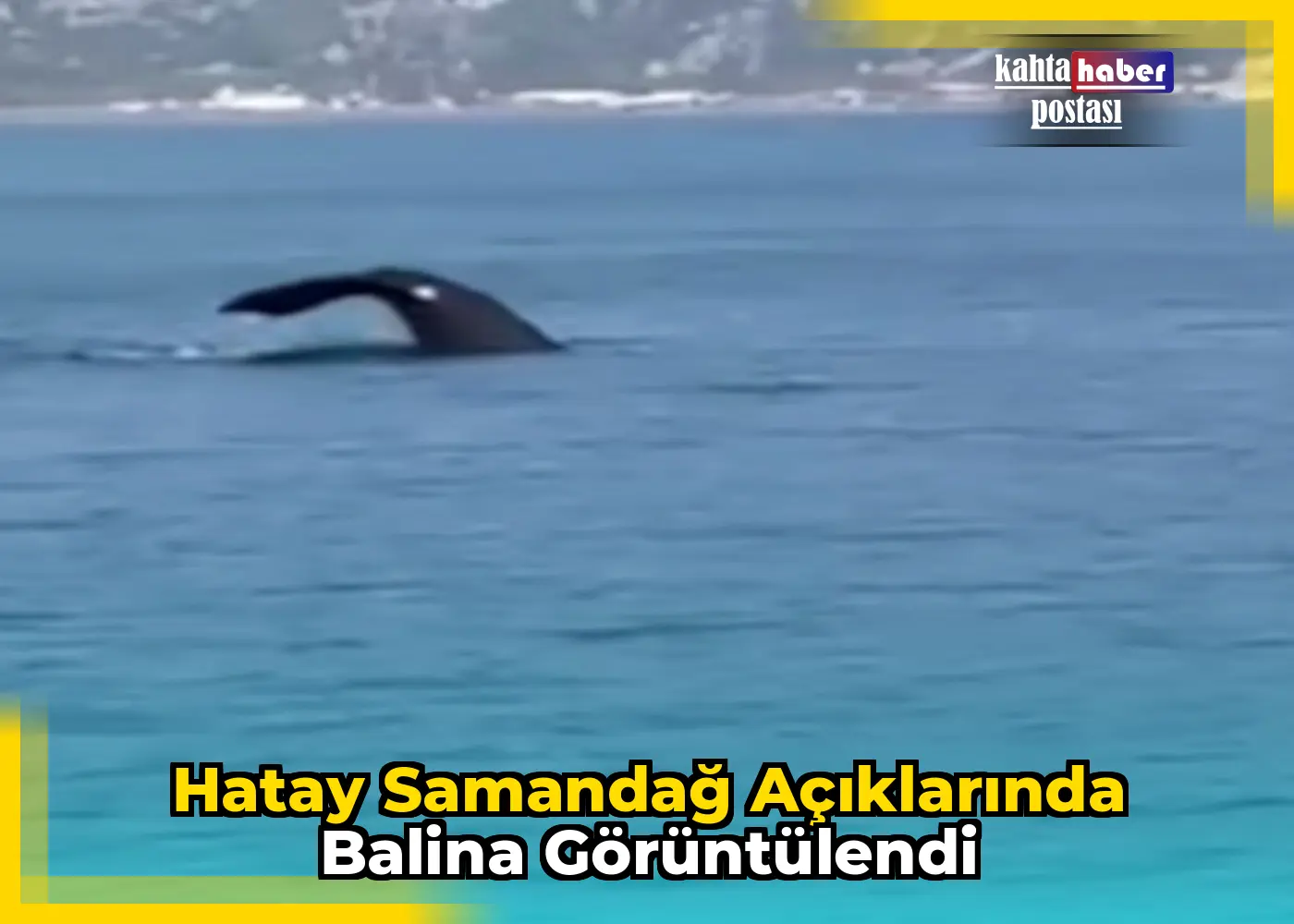 Hatay Samandağ Açıklarında Balina Görüntülendi