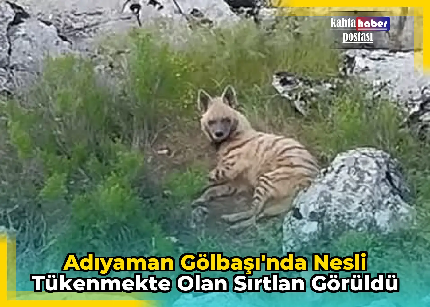 Adıyaman Gölbaşı'nda Nesli Tükenmekte Olan Sırtlan Görüldü