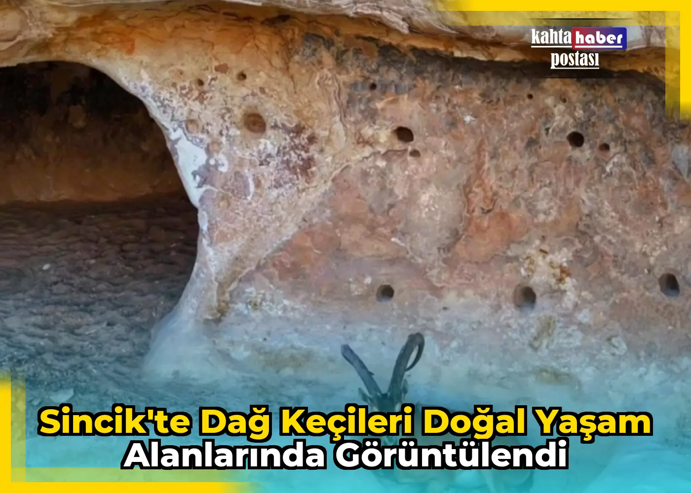 Sincik'te Dağ Keçileri Doğal Yaşam Alanlarında Görüntülendi