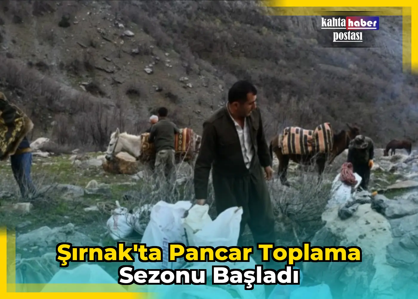 Şırnak'ta Pancar Toplama Sezonu Başladı
