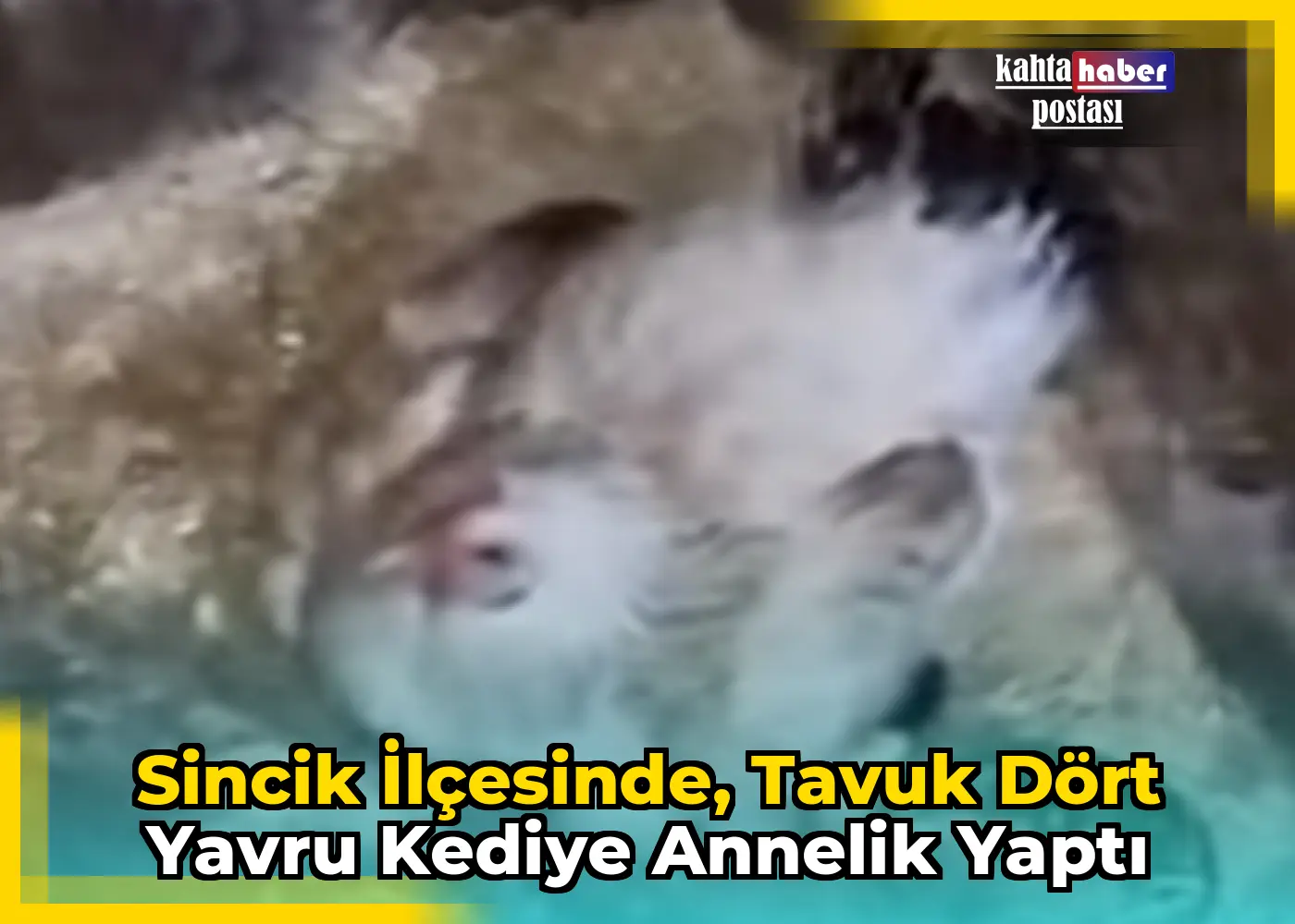 Sincik İlçesinde, Tavuk Dört Yavru Kediye Annelik Yaptı