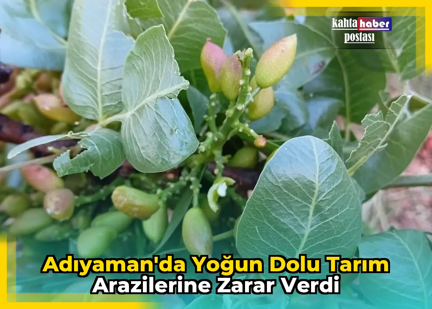 Adıyaman'da Yoğun Dolu Tarım Arazilerine Zarar Verdi