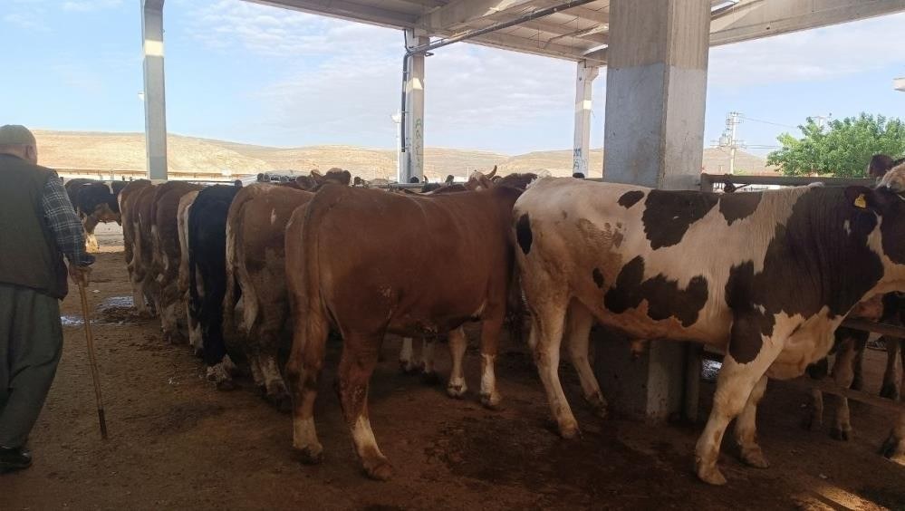 Kurban Bayramı Öncesi Hayvan Pazarlarında Fiyatlar Belirlendi