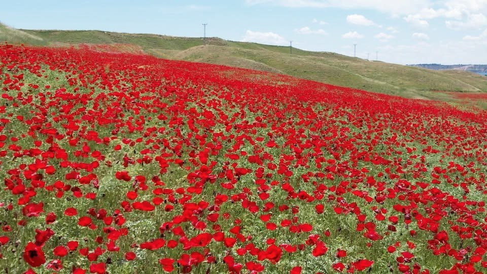 Adıyaman'da Nohut Tarlasında Gelincik Manzarası