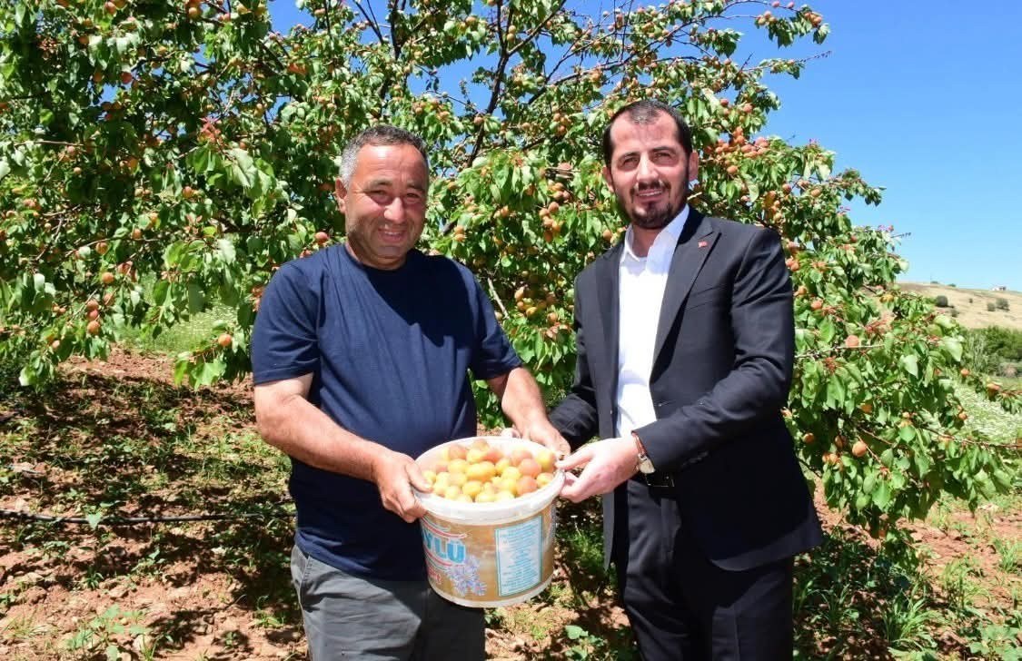 Malatya'da İlk Yaş Kayısı Hasadı Başladı