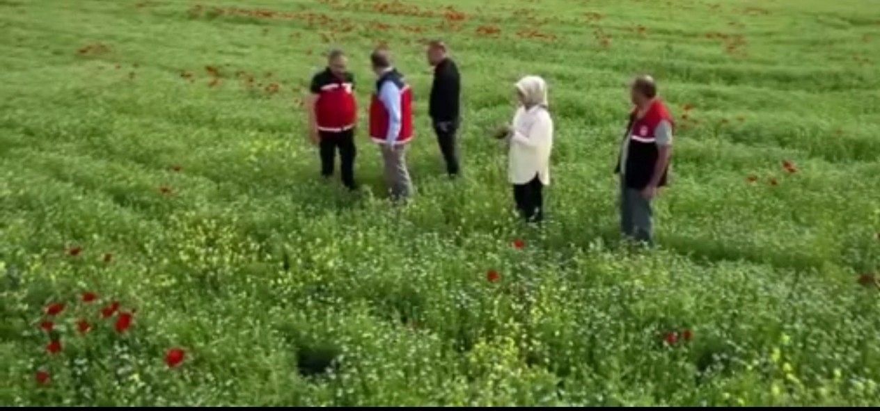 Çiftçiler Kuraklığa Karşı Çörek Otu Ekimi Yaygınlaştırıyor
