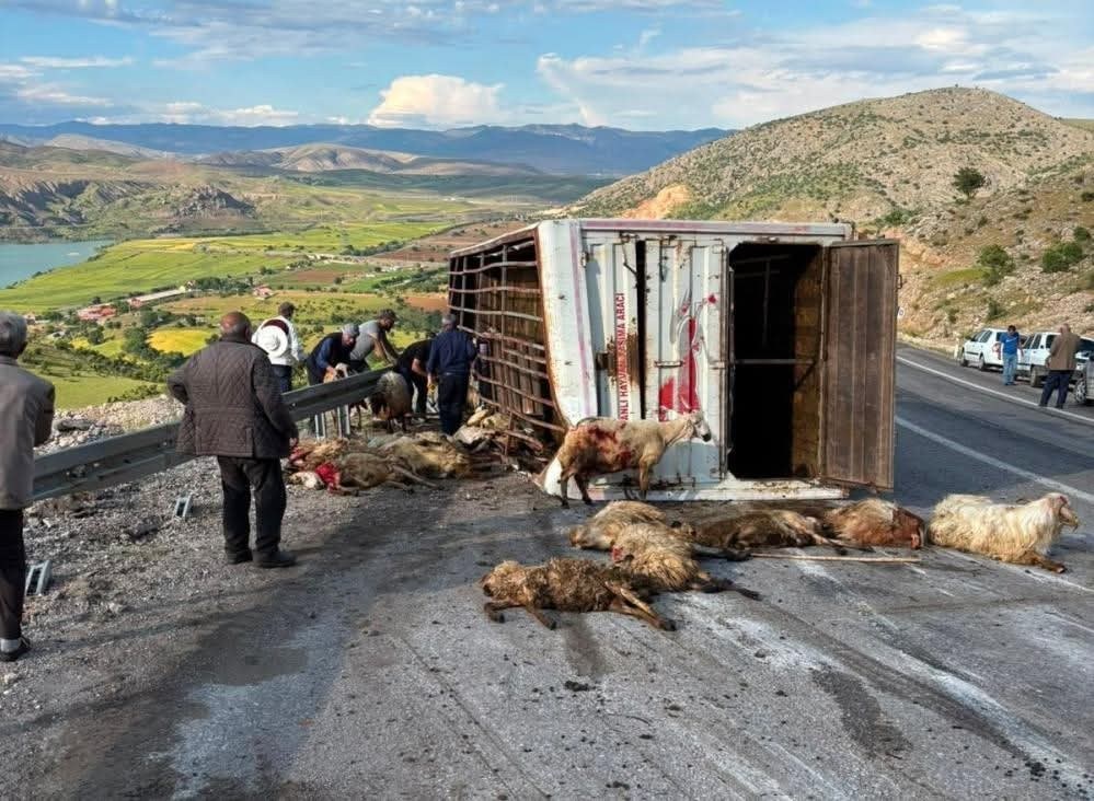 Canlı Hayvan Aracı Kaza Yaptı: 15 Koyun Telef Oldu