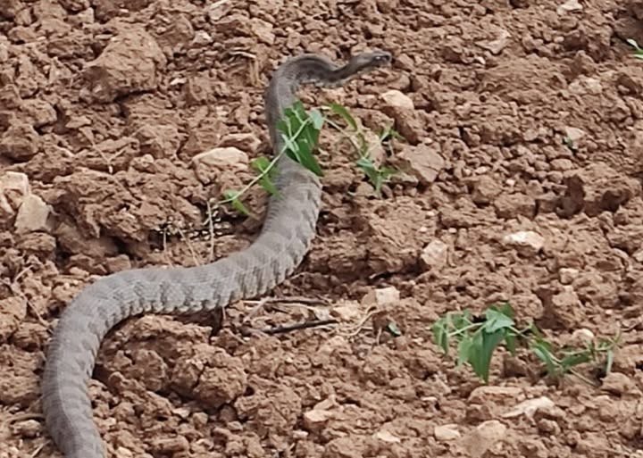 Malatya'da Kayısı Bahçesinde 2 Metre Uzunluğunda Yılan Paniği Yaşandı