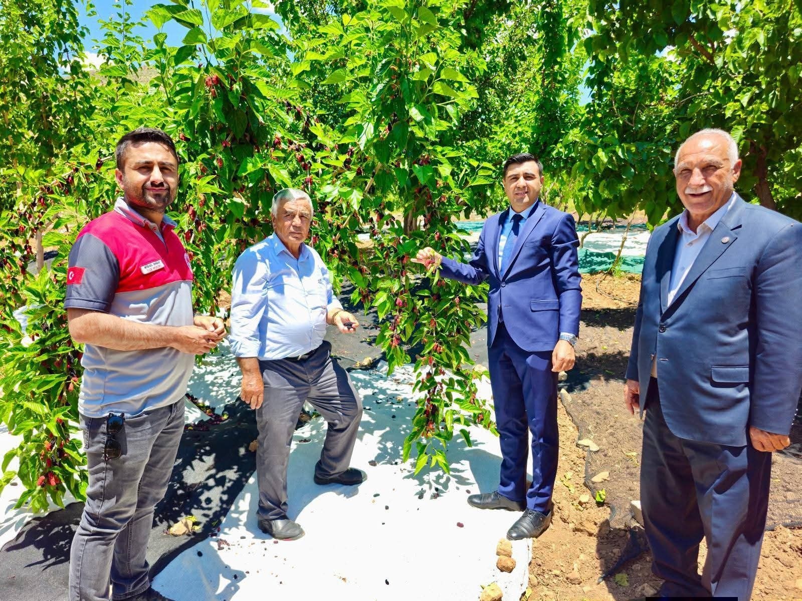 Adıyaman Tut'ta Coğrafi İşaretli Dut Hasadı Başladı