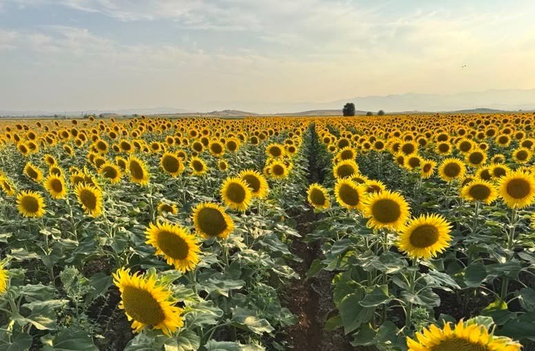 Kahramanmaraş Ayçiçek Tarlaları Görsel Şölen Sunuyor