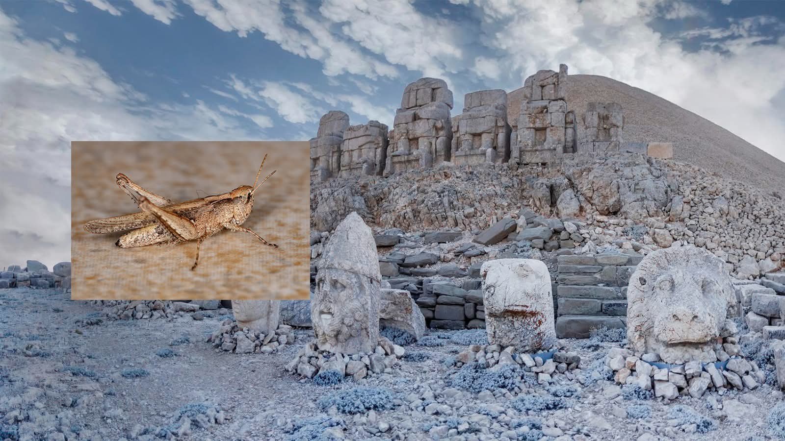 Nemrut Dağı Kırsalında Çekirge Toplayan Yabancı Uyruklu Şahıslara 2 Milyon TL Üzeri Para Cezası Verildi