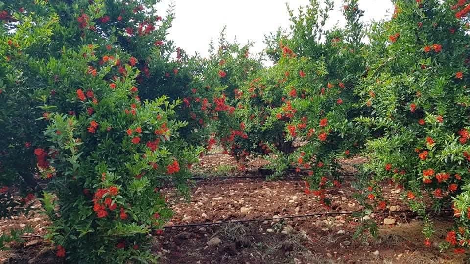 Kahta'da Nar Bahçesinde Çiçeklenme Dönemi Başladı
