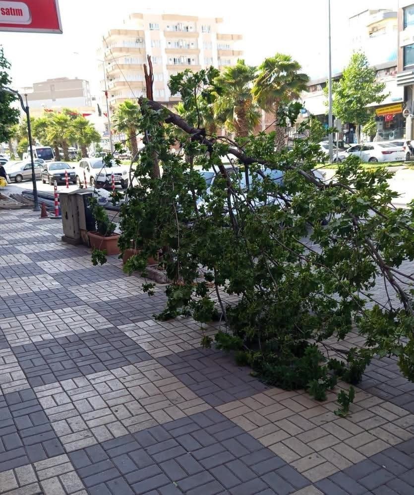 Kahta'da Şiddetli Rüzgar Ağacı Devirdi