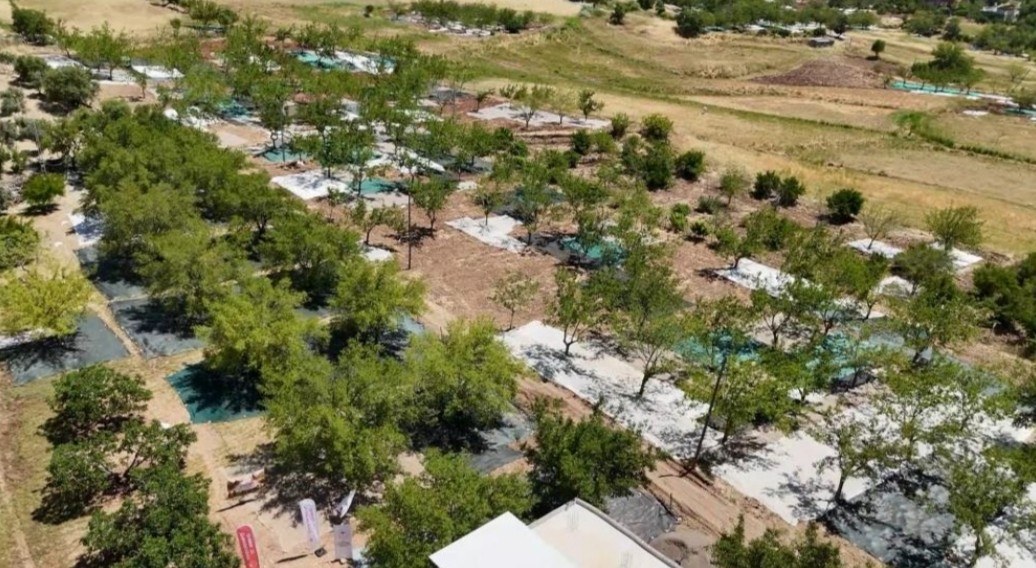 Adıyaman Tut İlçesinde Dut Hasadı Başladı