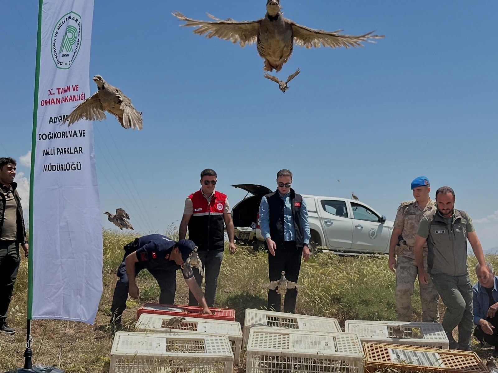 Sincik İlçesinde 200 Keklik Doğaya Bırakıldı