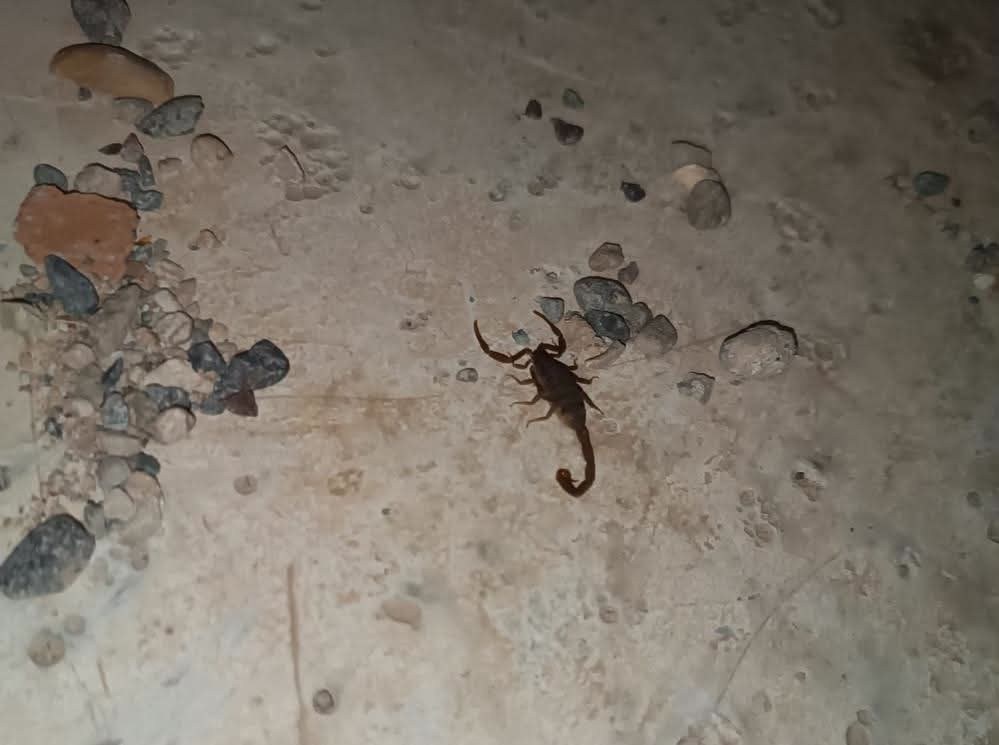 Adıyaman'da Sıcaklarla Akrepler Ortaya Çıktı