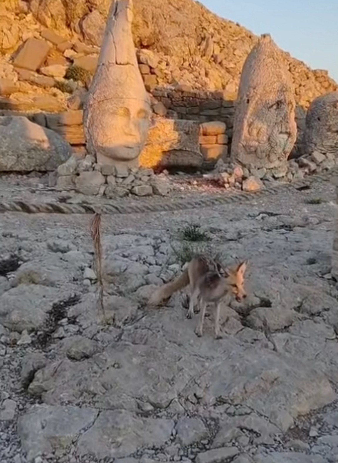 Nemrut Dağı'nda Sevimli Maskotu Tilki Ziyaretçilerin İlgi Odağı Oldu