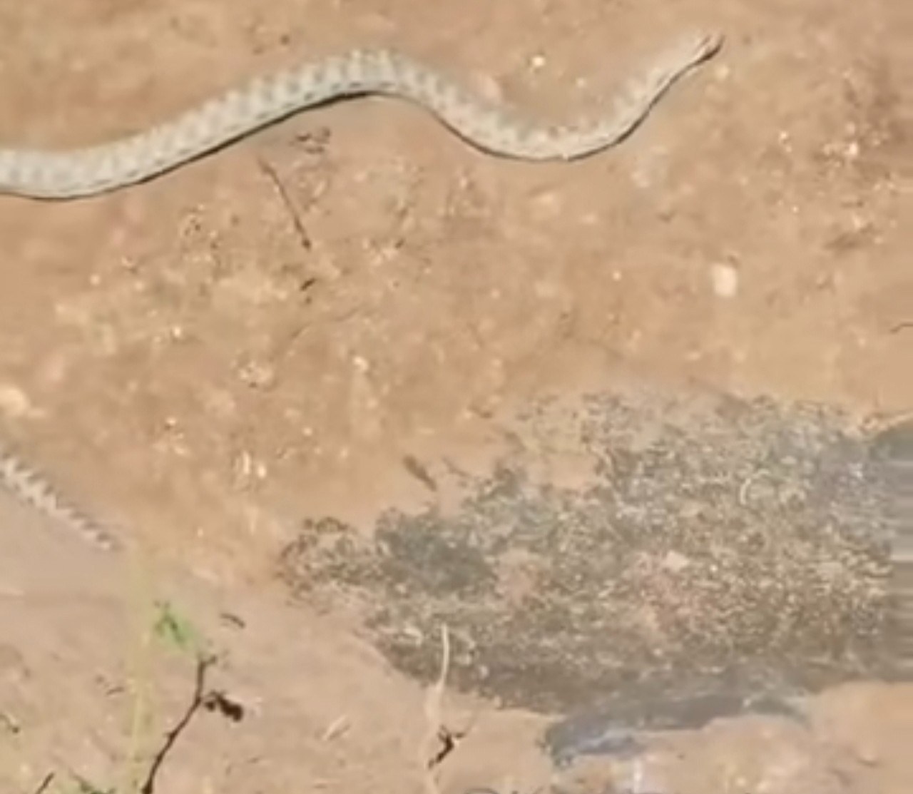 Kahta'da Kepçe Kazısında Yılan Paniği Yaşandı