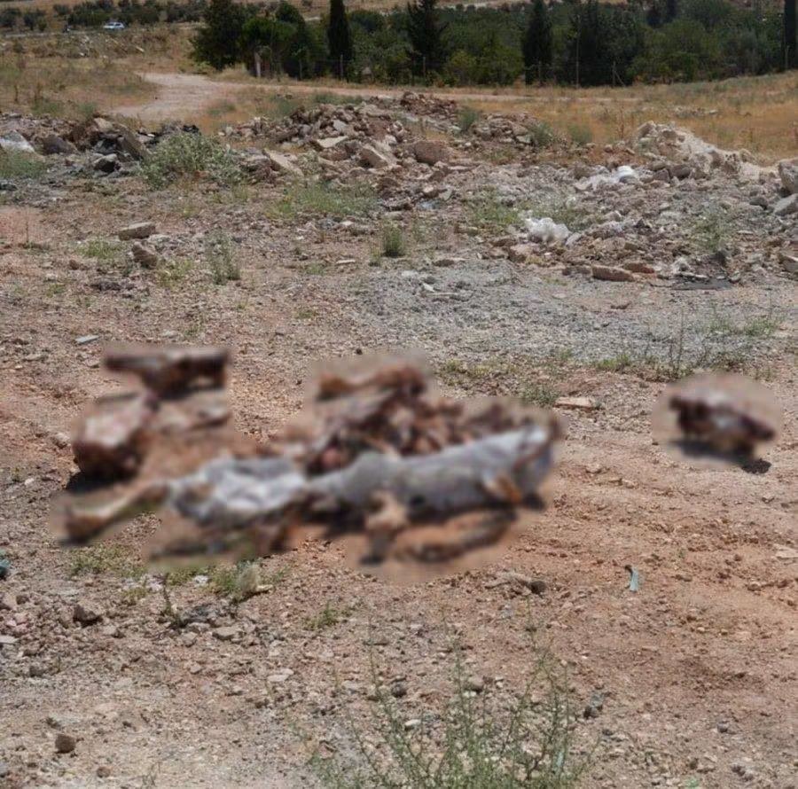 Gaziantep Yol Kenarında At Kafatasları Bulundu