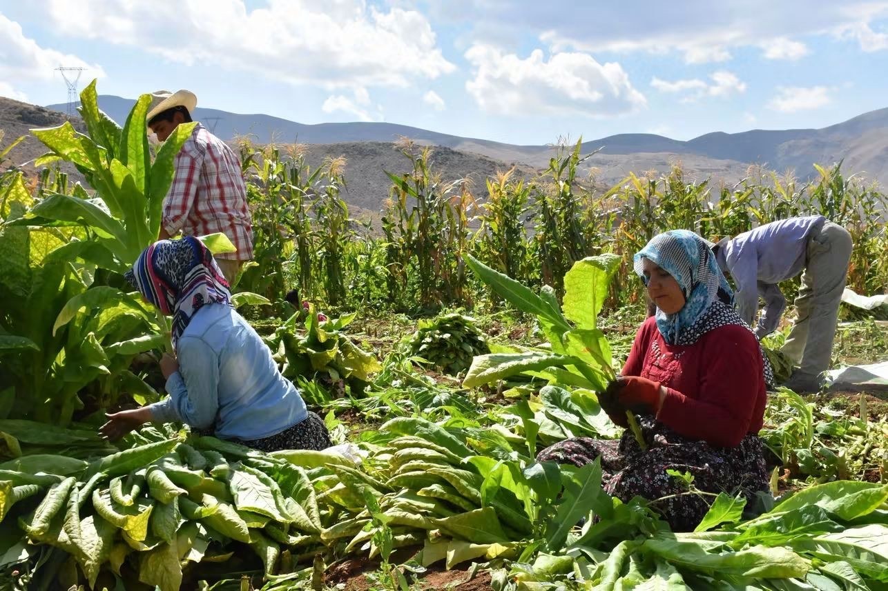 Adıyaman Tütününde Hasat Dönemi Başladı
