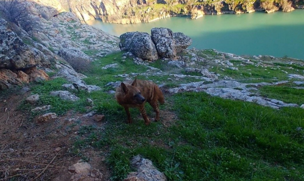 Adıyaman'da Çizgili Sırtlanlar İçin Uyarı Yapıldı