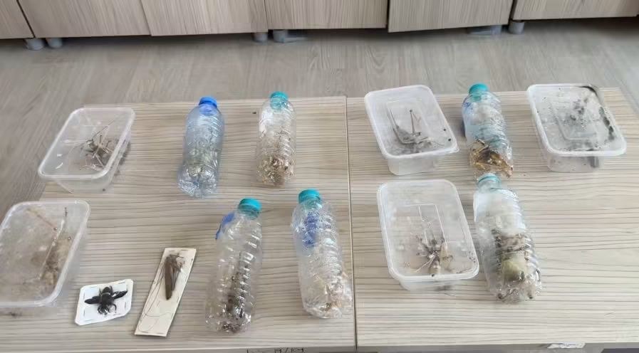 Nemrut Dağı Bölgesinde İzinsiz Çekirge Toplayan Yabancı Uyruklu 2 Kişiye 1,4 Milyon TL Para Cezası Kesildi
