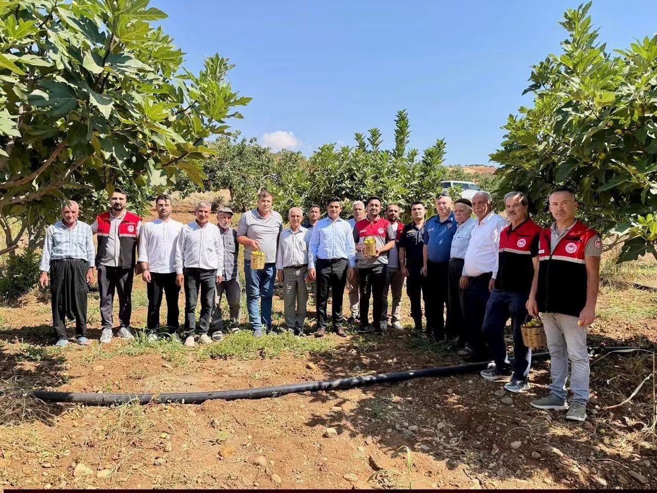 Adıyaman Tut İlçesinde İncir Hasadı Yapıldı