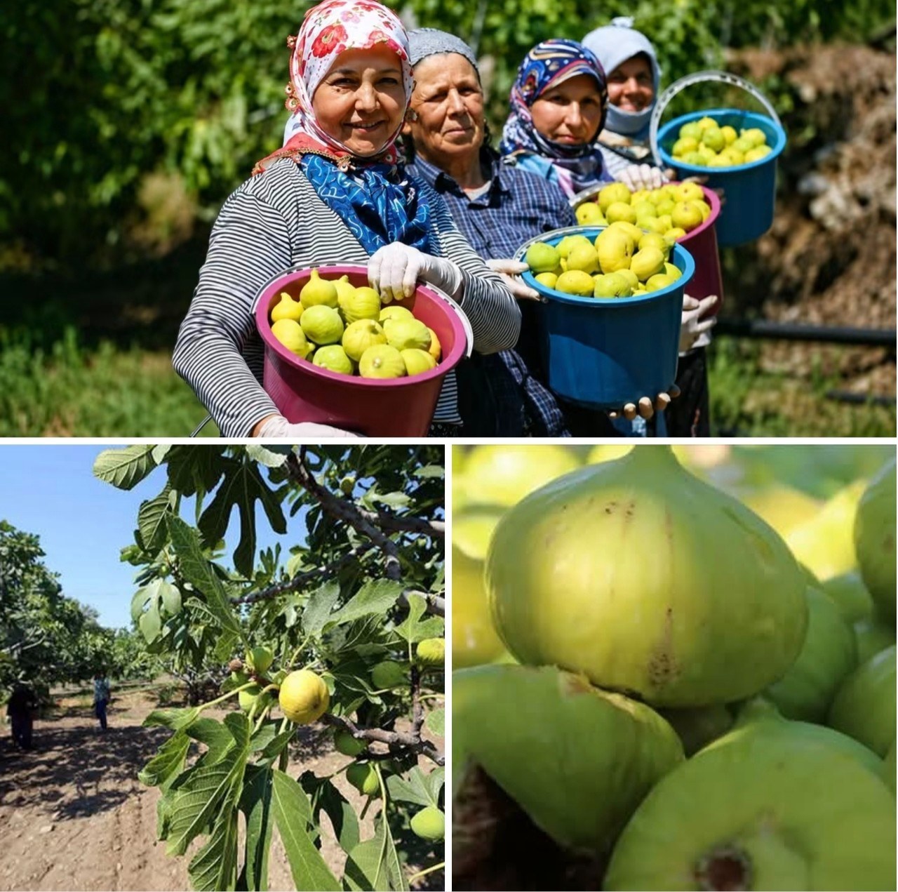 Adıyaman Tut İlçesinde İncir Hasadı Başladı