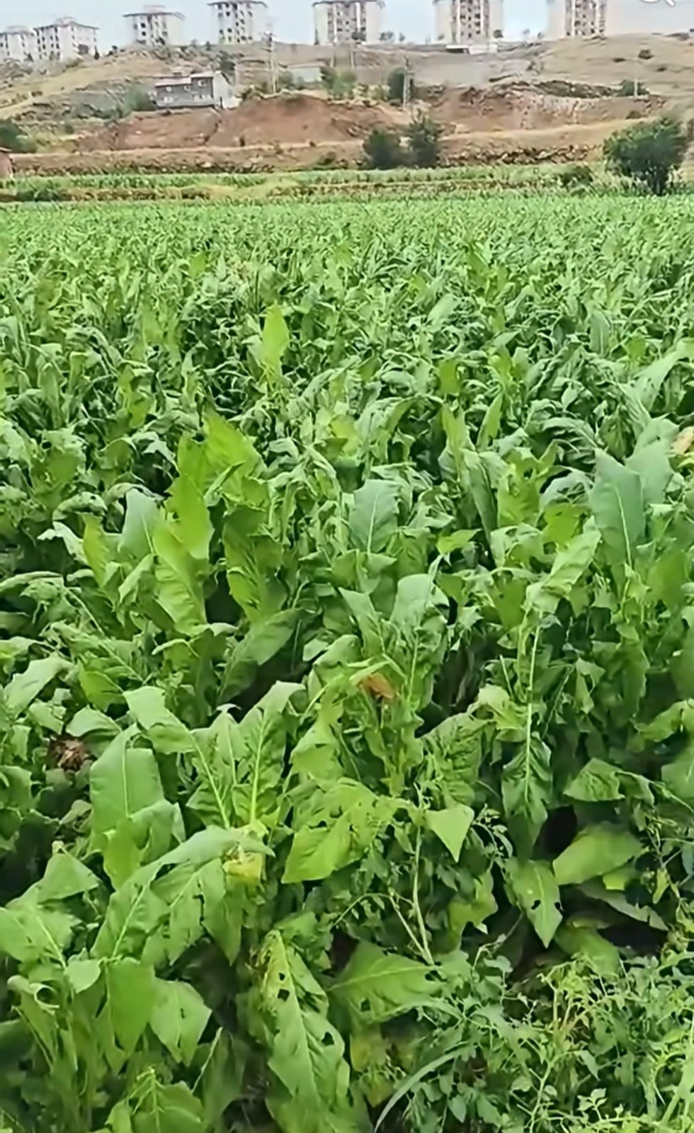 Adıyaman Çelikhan'da Dolu Tütün Tarlalarına Zarar Verdi