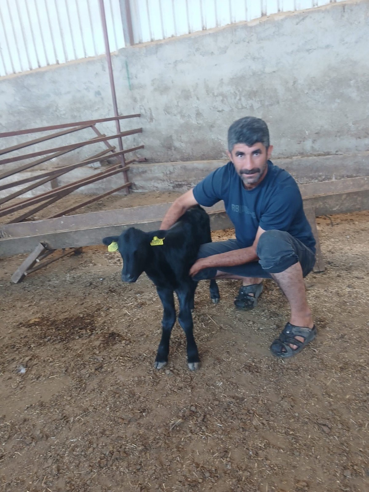 Kahta'da Kırsalda Bereket Projesinin İlk Buzağısı Doğdu
