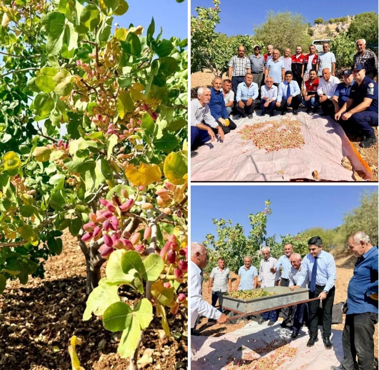 Adıyaman Tut İlçesinde Fıstık Hasadı Başladı