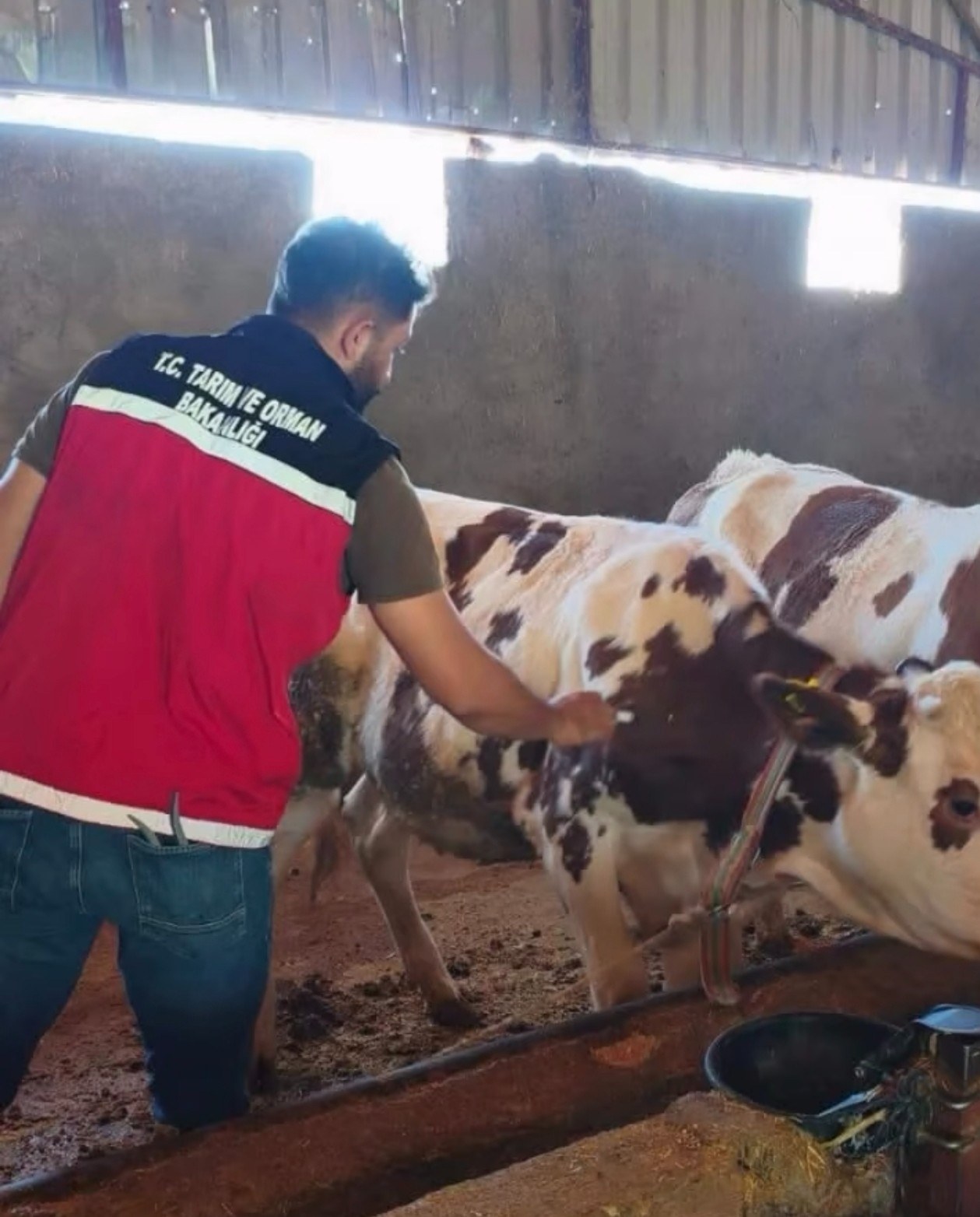 Adıyaman'da Şap Aşılama Kampanyası Başladı