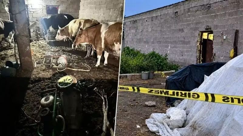 Süt Sağarken Elektrik Akımına Kapılan Kadın Hayatını Kaybetti