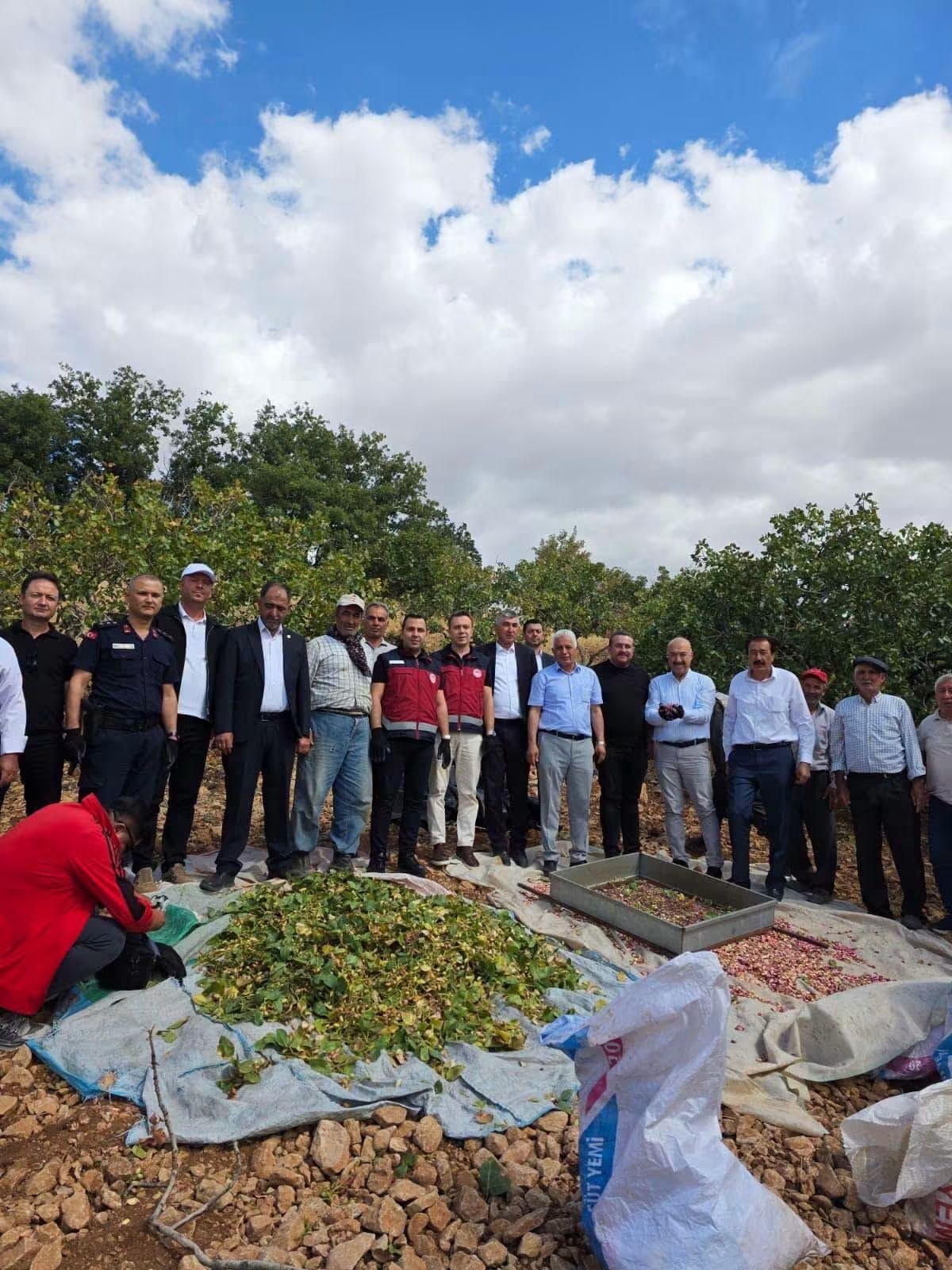 Adıyaman Belören Beldesinde Fıstık Hasadı Yapıldı