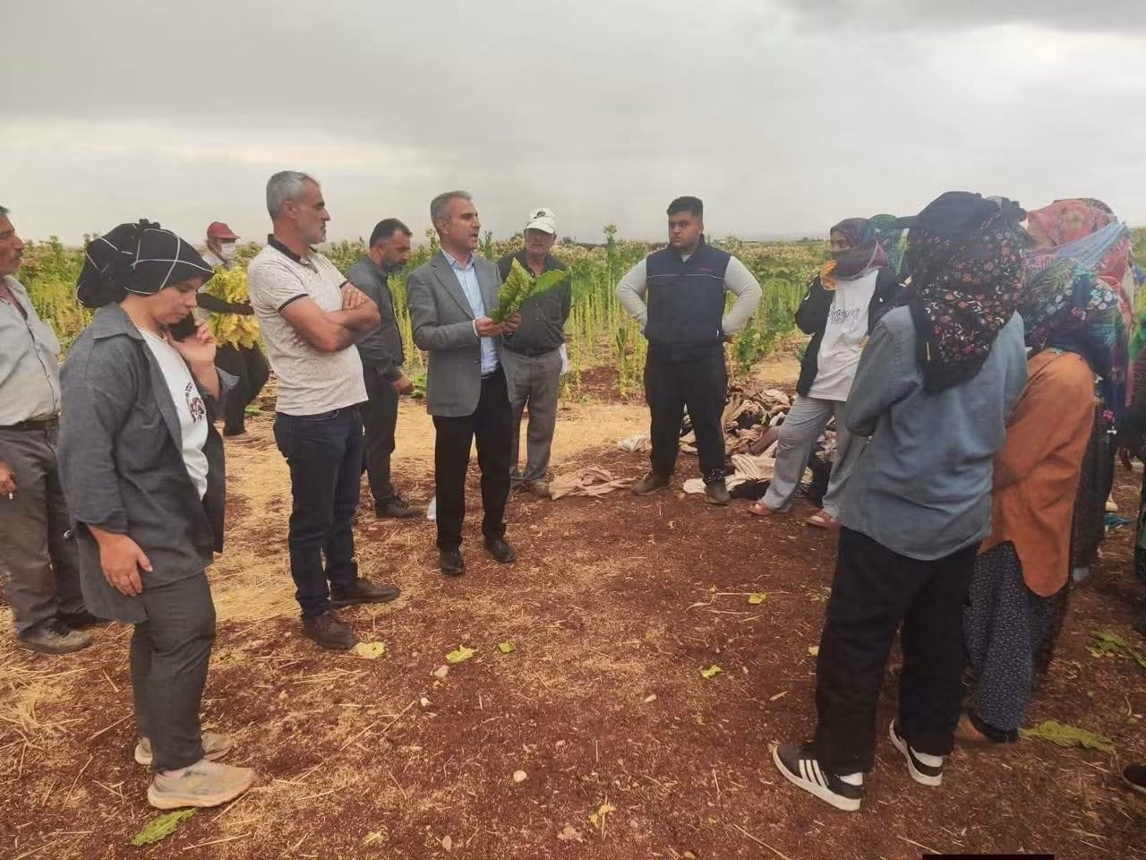 Adıyamanlı Tütün Üreticilerinin Gözü Firmalarda